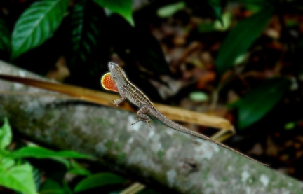 lizard_web_1