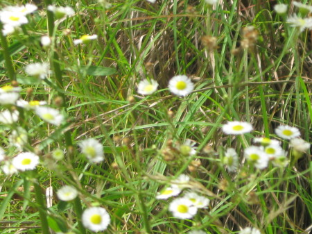 Wildflowers at the park, oklahoma