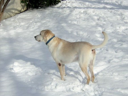 My dog Jake playing in the snow