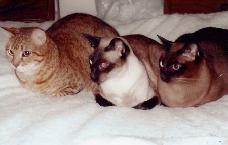 L to R  Abbie, Belle & Sable