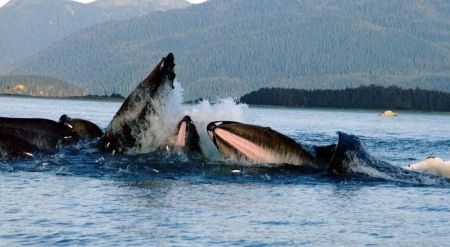 Feeding Humpback whales