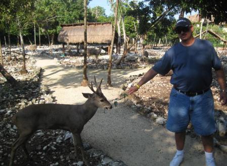 mexican deer