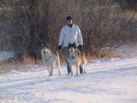 Danielle and the wolfies on the daily walk.