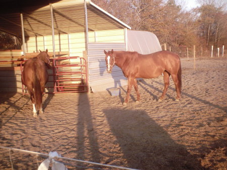 My Horses