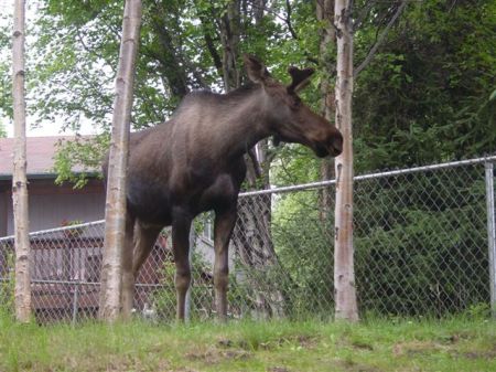 A moose in my backyard!