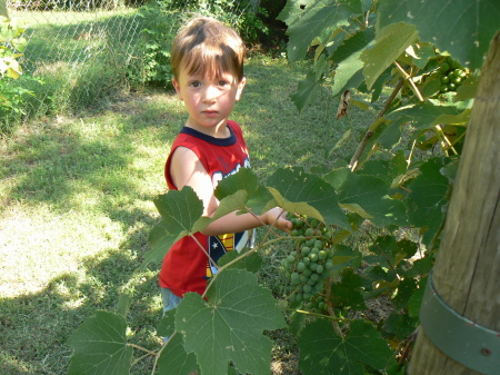 Grandson and grapes