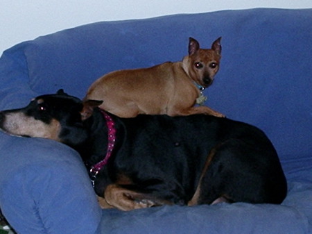 My dogs Sadie and Sophie