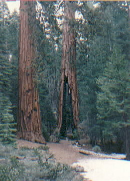 Sequoia Park - 1976