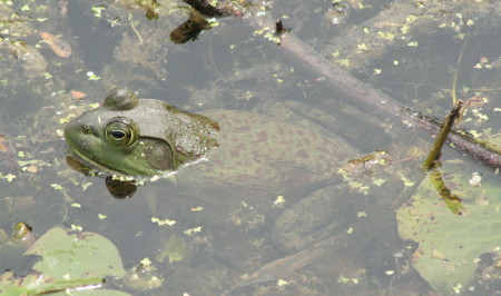 bull frog waits