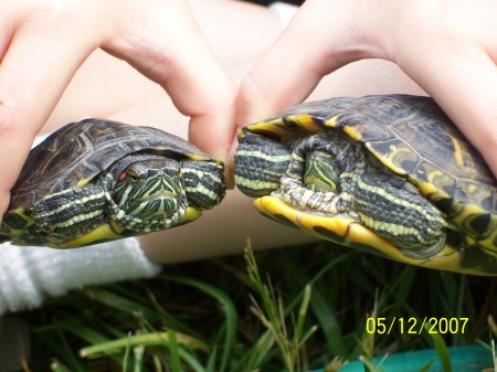 My Pet Turtles
