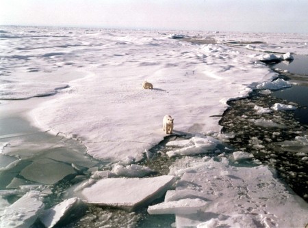 Polar Bear & Cubs