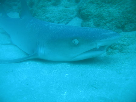 White tip Shark