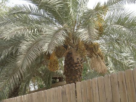 Date Palm