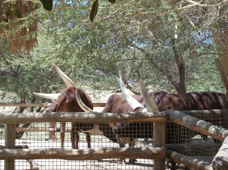 Teri Pintacura's album, Living desert zoo