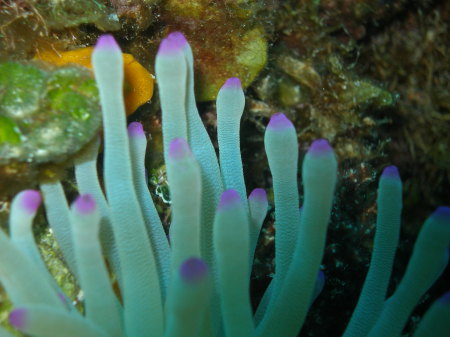 Anemone