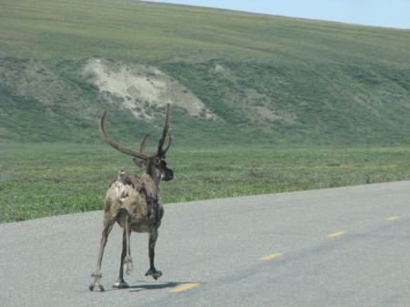 Caribou - Traffic Stoppers in Alaska