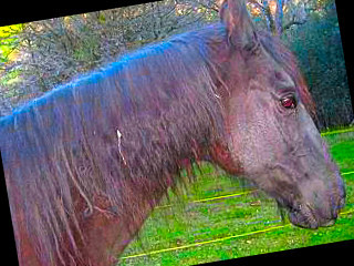 Keeper- our Tennessee Walker