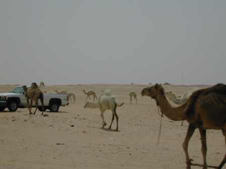 More Camels in the Desert