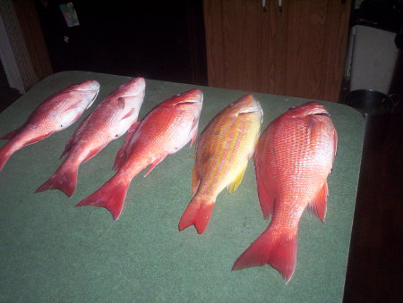 5 Red Snapper