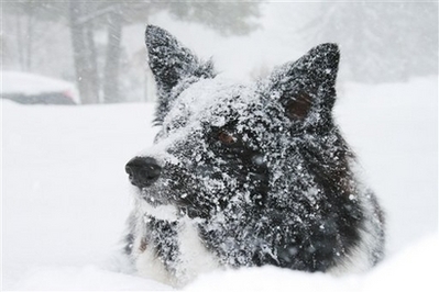 Hugo-Snow Dog