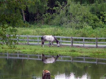 Horse reflecting in pond