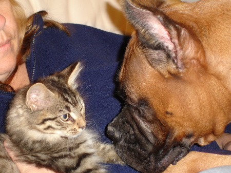 My boys Joey (cat) and Bandit (dog)