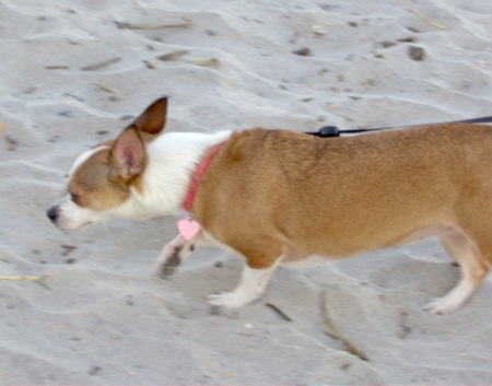 Christy Lou hates the beach!