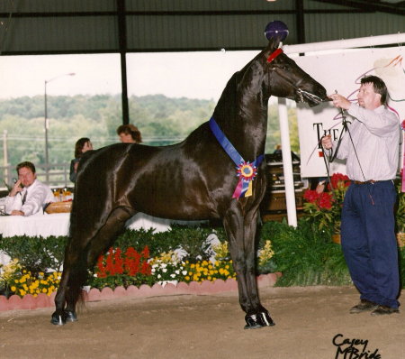 Champion , Castleridge Above the Law