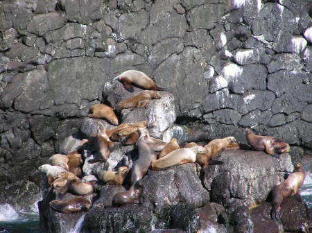 Sea lions Seward AK