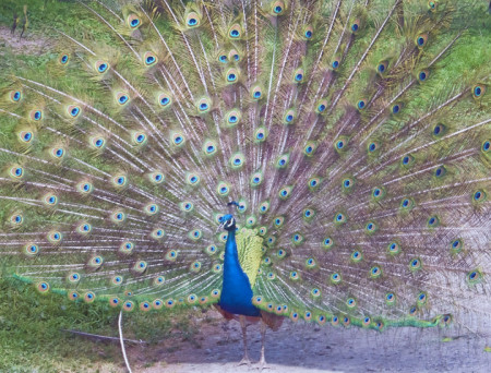 Pretty Peacock