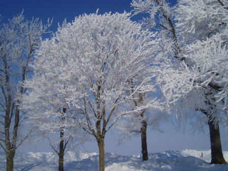 Frost iin the Trees