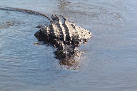 Tom Lang's album, kissimmee