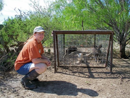 Trapping wild hogs!