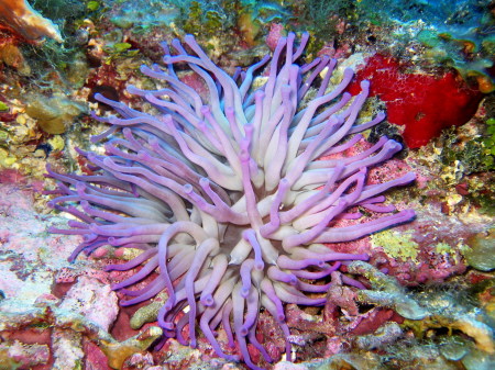 Anemone