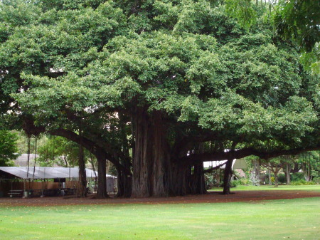 Banyan Tree