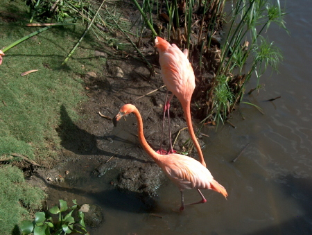 Dance the Flamingo