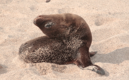 Sea Lion Galapagos Islands