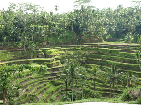 Rice Fields - Bali, Indonesia