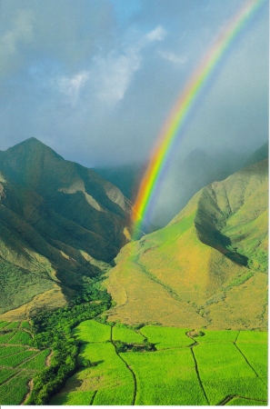 Rainbow ( rainy westside Maui )