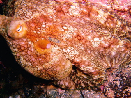 a14 octo