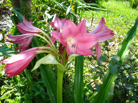 Lillies