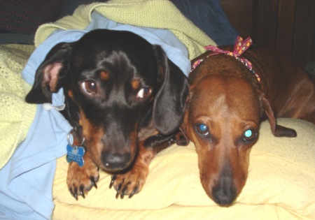 My Dachshunds