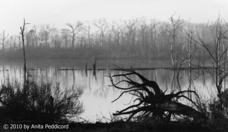 Armand Bayou, Bay Area Park, Houston, Texas