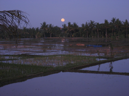 Full moon rising over rice paddies