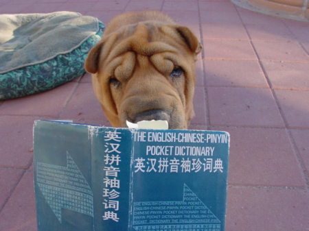 Paquito studying Putonghua