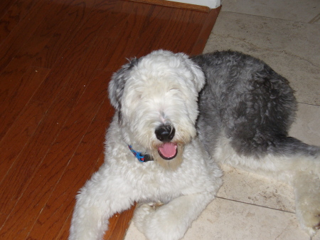 Charlie, our old English sheepdog