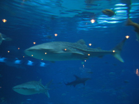 Atlanta Aquarium