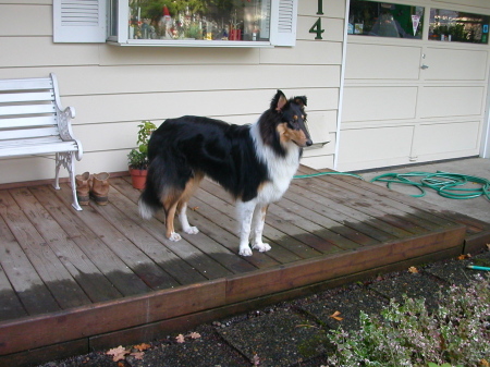 Our rough collie, Sooty