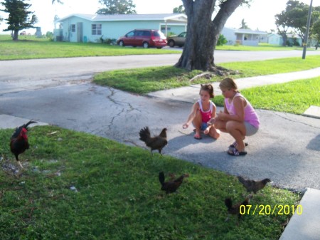 Chicken family in Key West with Mia and Chloe