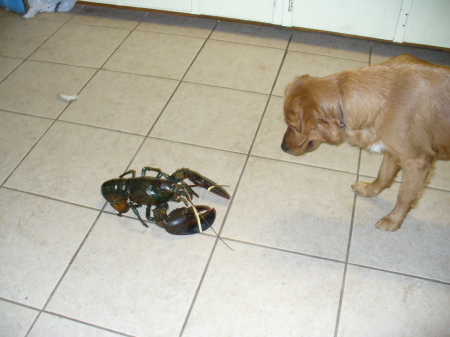 Rusty Hunting My Lobster